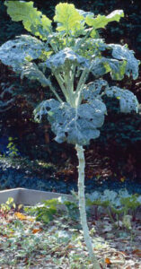 jersey cow cabbage with a thick white stem leading up to large blue leaves spreading…